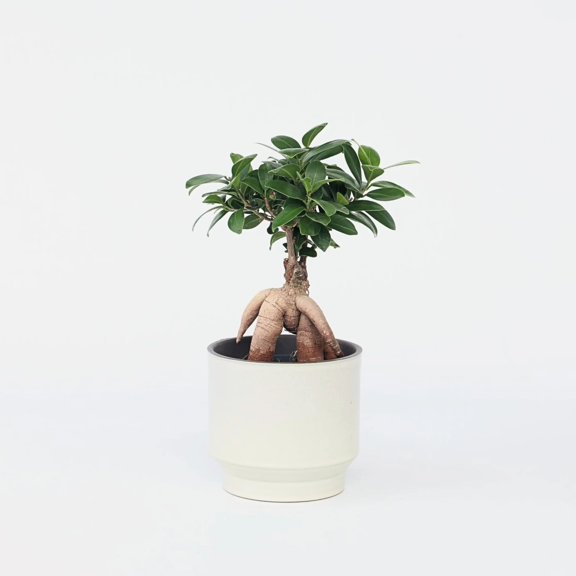 Plant in a Box - Ficus Ginseng - Drzewko Bonsai - Doniczka 12cm - Wysokość 30-40cm - Rośliny domowe