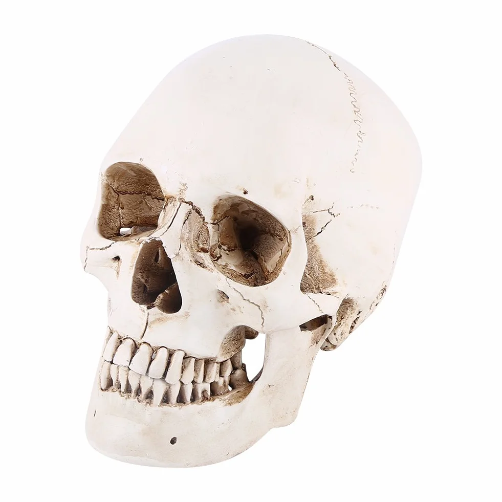 Model Ludzkiej Czaszki Model Czaszki z żywicy Biała żywica 1Pc Biała żywica Ludzka Czaszka Lifesize Model do Rysowania Replika Rysunku Ozdoba na Przyjęcie