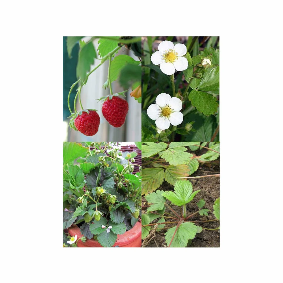Magic Garden Seeds - Stare odmiany truskawek – zestaw upominkowy z 3 tradycyjnymi, pysznymi odmianami – zestaw do uprawy z białą truskawką, czerwoną truskawką miesięczną i poziomką