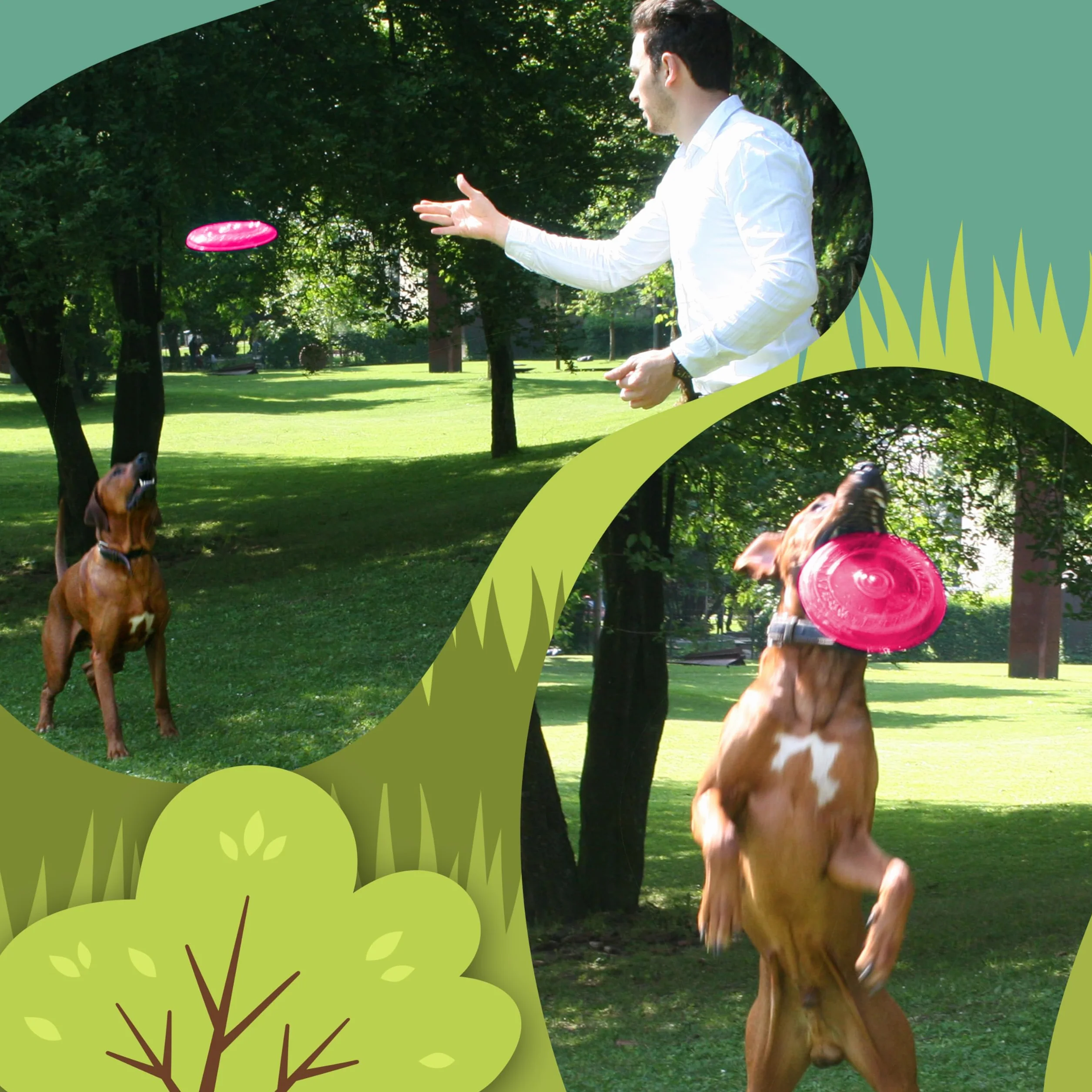 Frisbee DLA PSÓW | miękki i super stabilny | pływający | szczególnie delikatny dla zębów | BEZ SUBSTANCJI SZKODLIWYCH (Neon - Różowy)