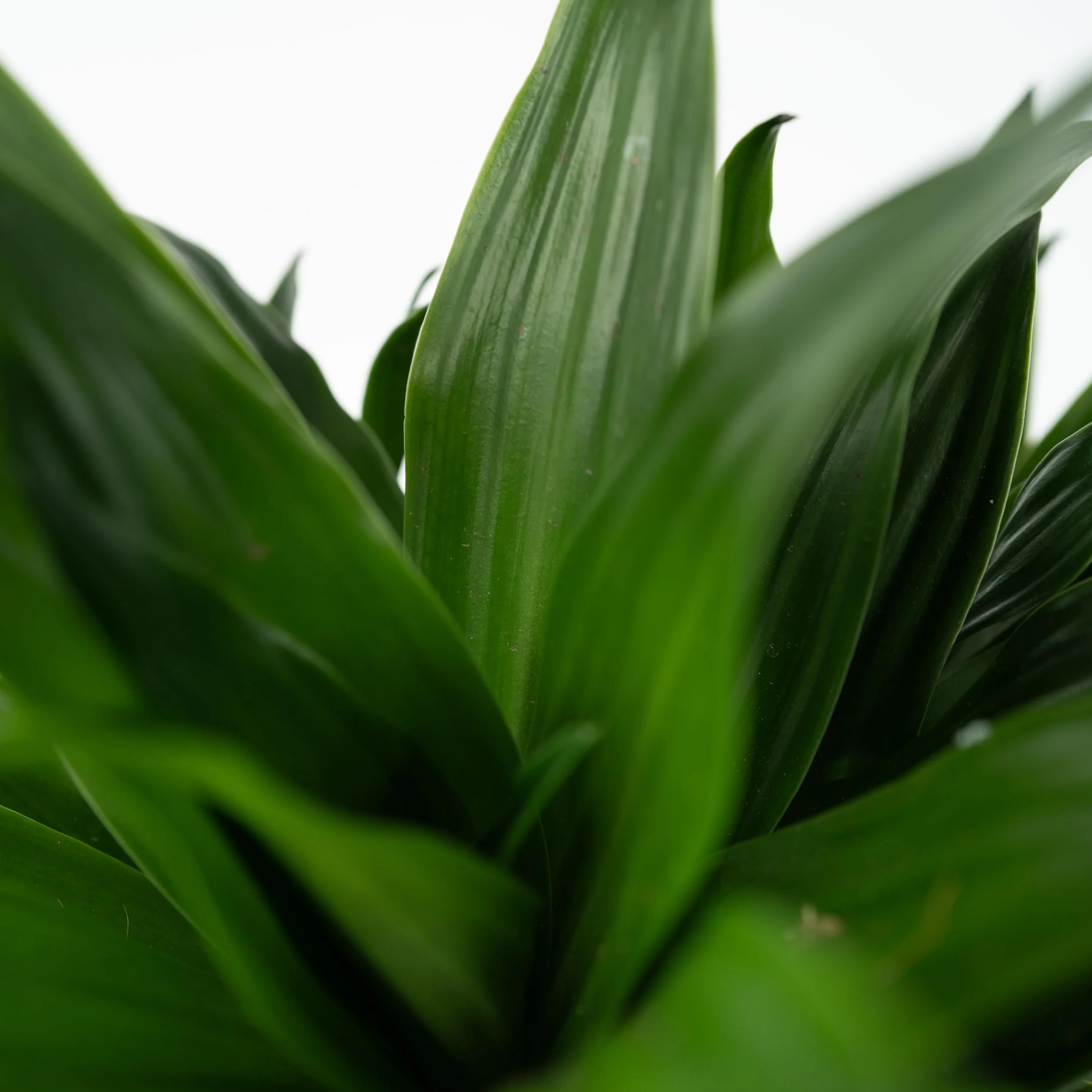 Plant in a Box - Dracaena deremensis 'Compacta' - Smocze drzewo - Dracena - Roślina doniczkowa - ⌀ 17 cm - Wysokość 50 do 65 cm