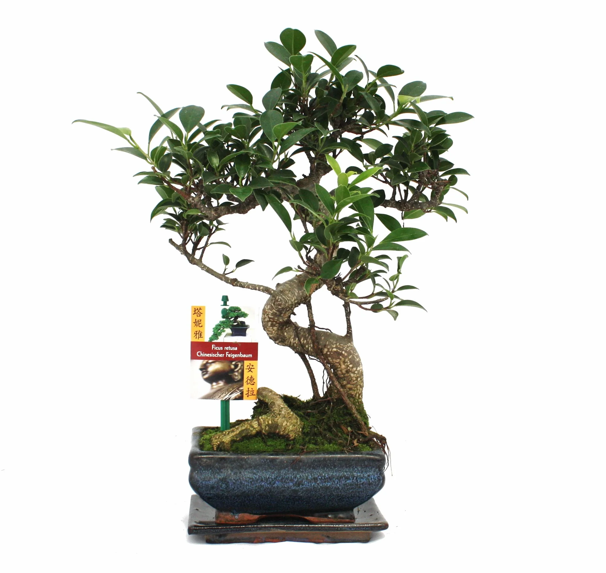 Exotenherz – bonsai chińskie drzewo figowe – ficus retusa, ok. 6 lat.