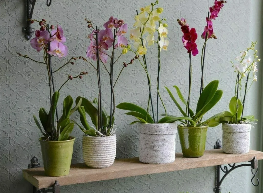 Biovita 3l Orchid Ziemia o naturalnym pochodzeniu, o lekkiej i przewiewnej strukturze, wzbogaconej nawozem