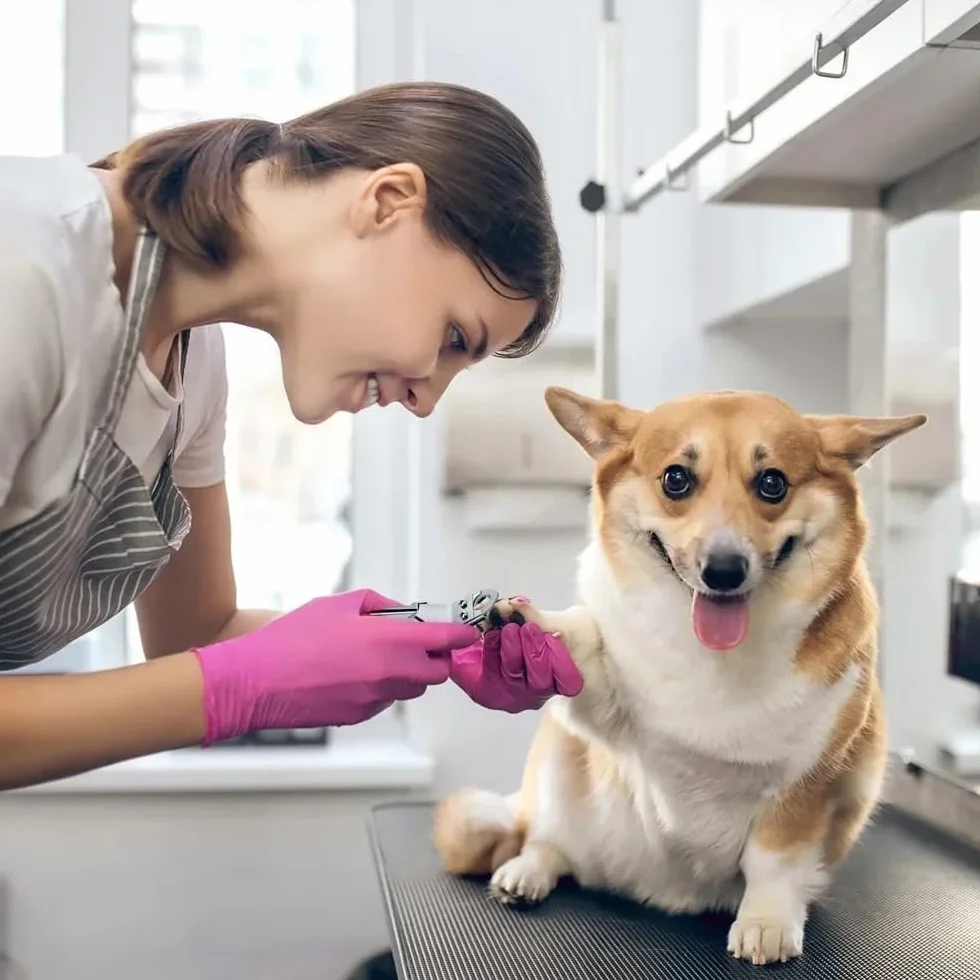 Pet Cat Dog Nails Clippers and Trymers-dedykowane narzędzie do pielęgnacji zwierząt, nożyczki do pielęgnacji kotów Szczeniak Kociak Małe psy Króliki lub inne małe zwierzęta (czarne)