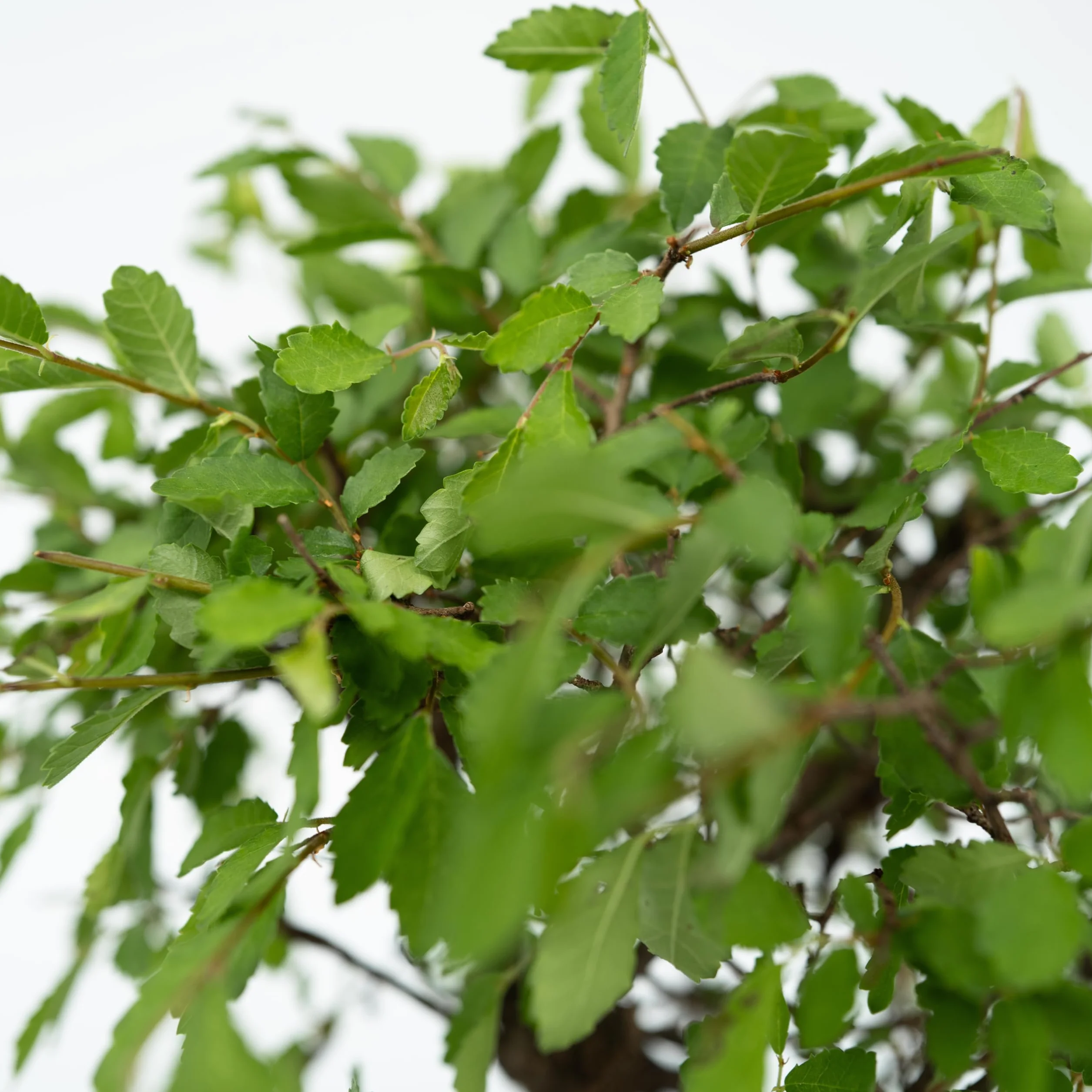 Plant in a Box - Bonsai z systemem nawadniania i płynącym wodospadem nad posągiem Buddy - roślina domowa - Wysokość 25-35cm