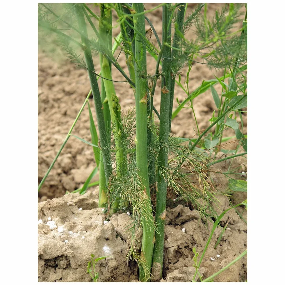 Wytrzymałe zielone szparagi 'Mary Washington' (Asparagus officinalis) 100 nasion