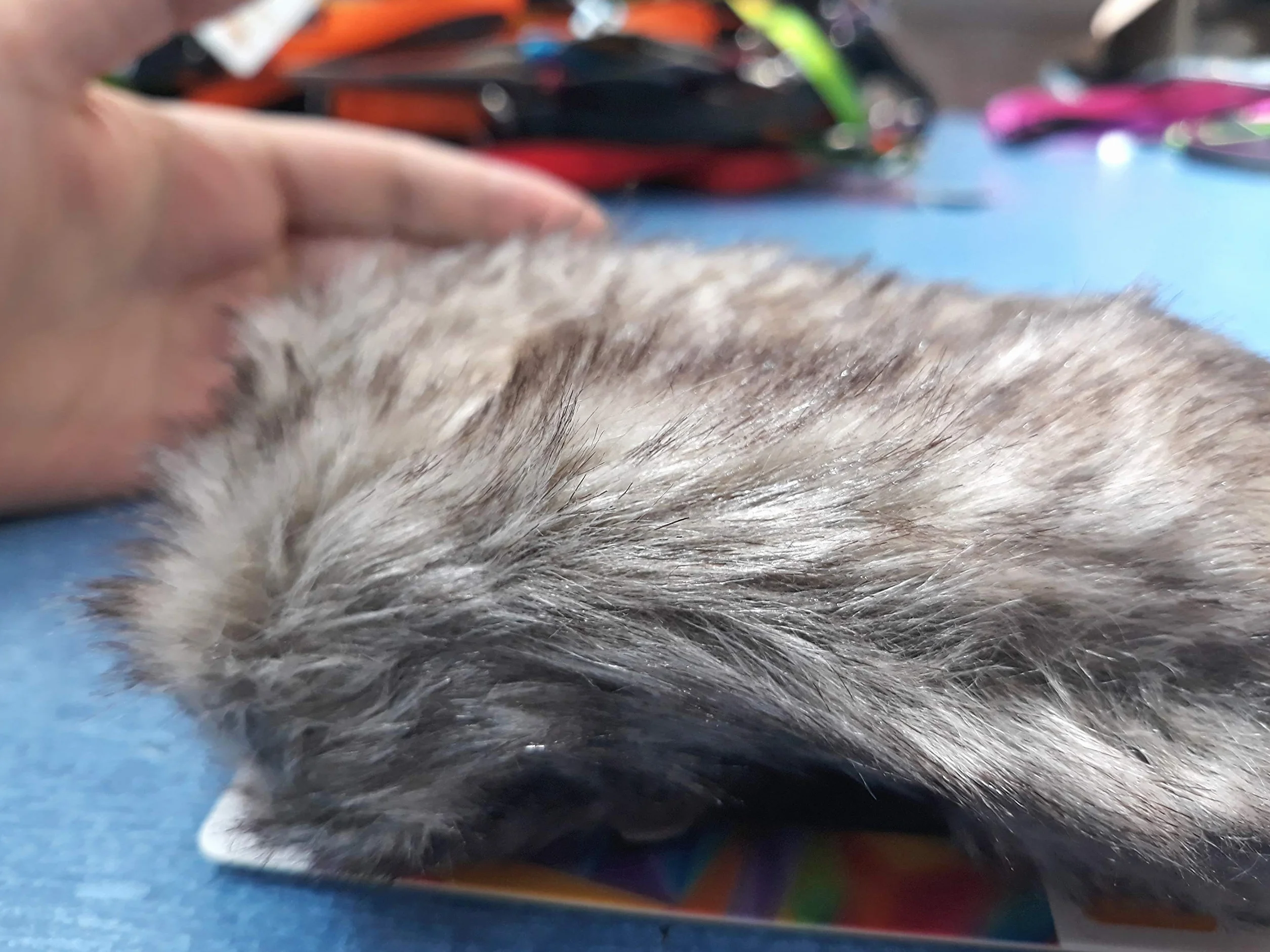 DINGO Zabawka dla psa ze sztucznego futerka na rączce bungee, szarpak z piszczałką 55 cm Zielony