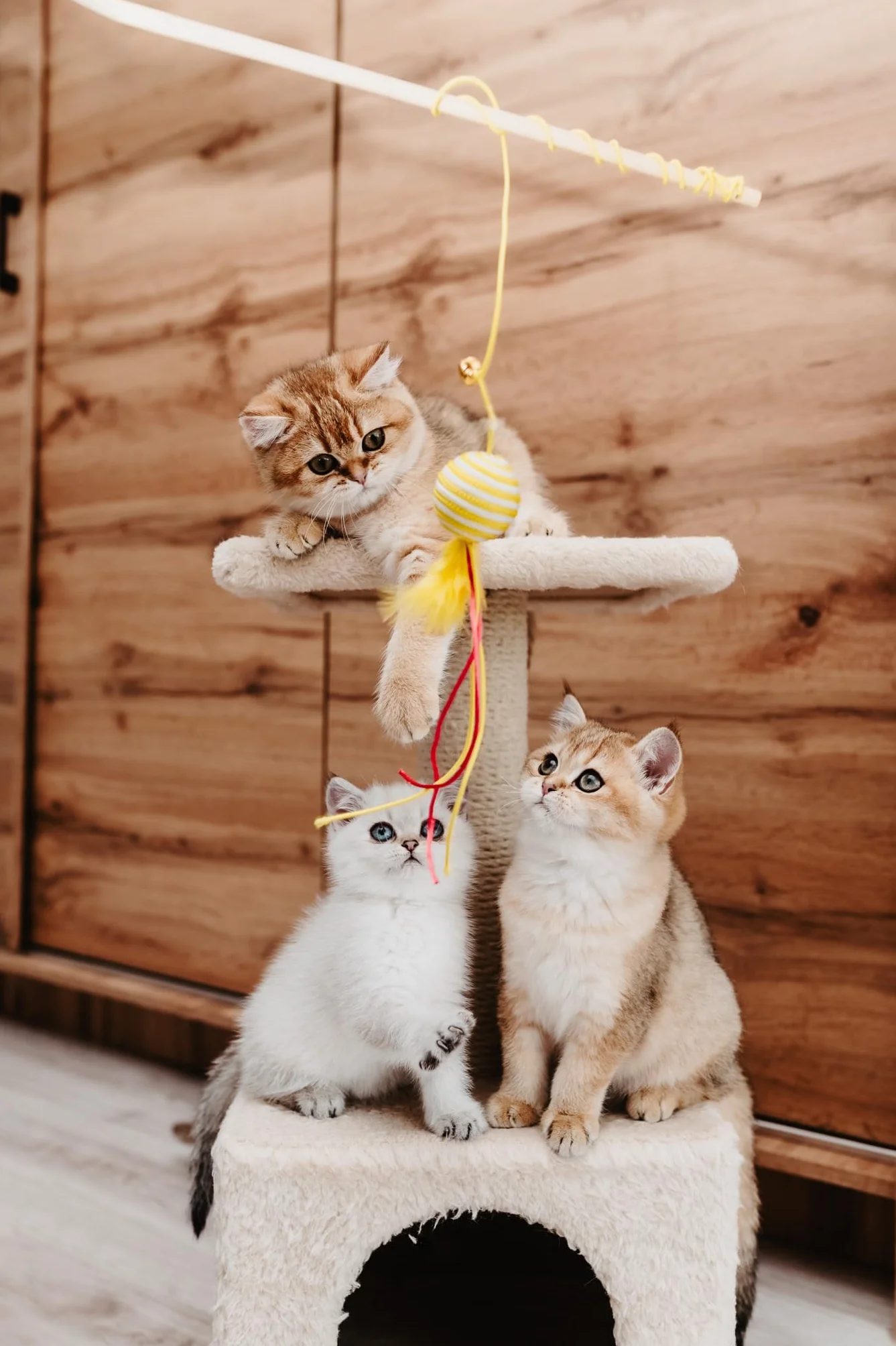 JosiCat Kitten (1 x 1,9 kg) | sucha karma premium dla rosnących kotów | sucha karma dla kotów | Powered by JOSERA