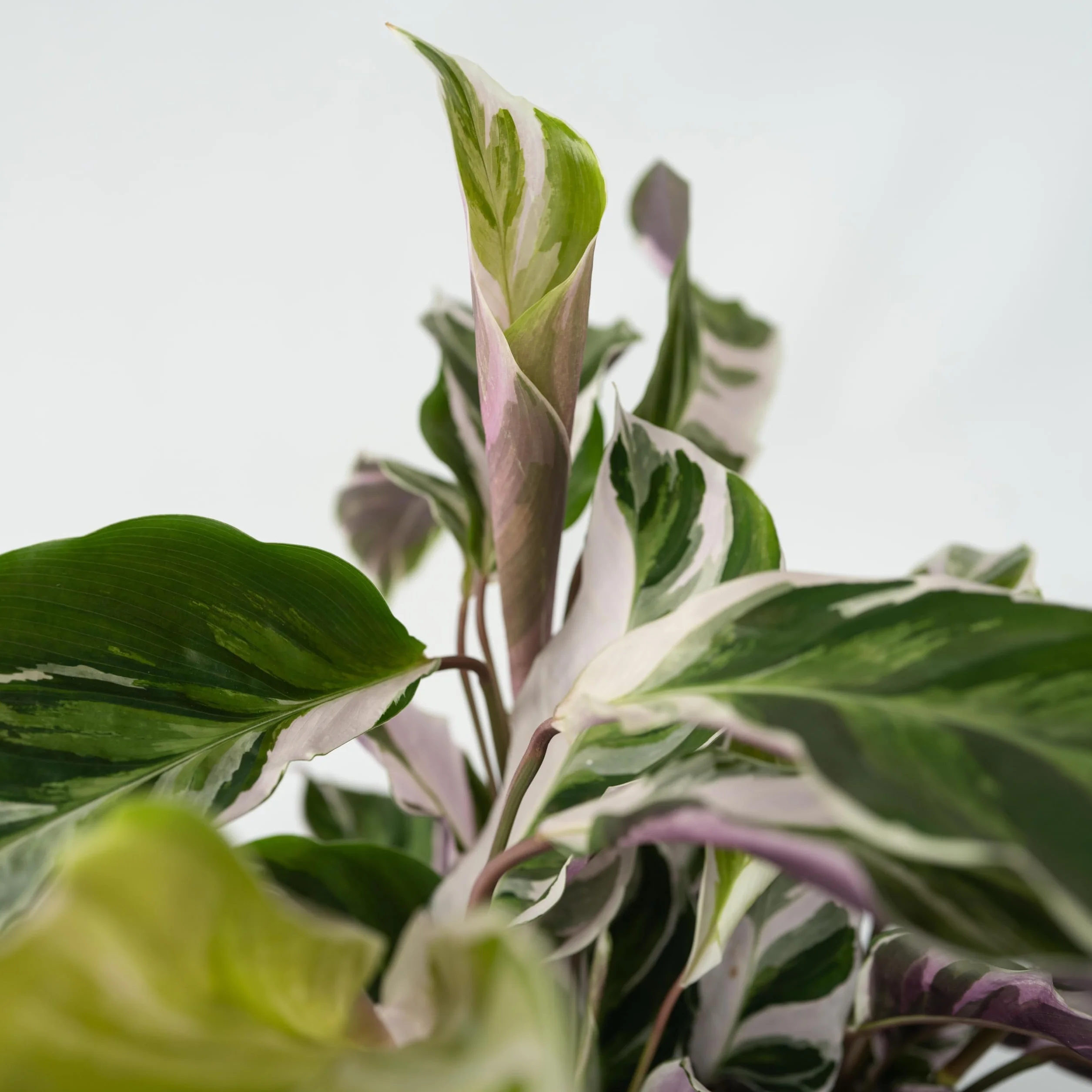 Plant in a Box - Calathea 'Fusion White' - Kalatea - Zestaw 2 sztuk - Doniczka 14cm - Wysokość 30-40cm