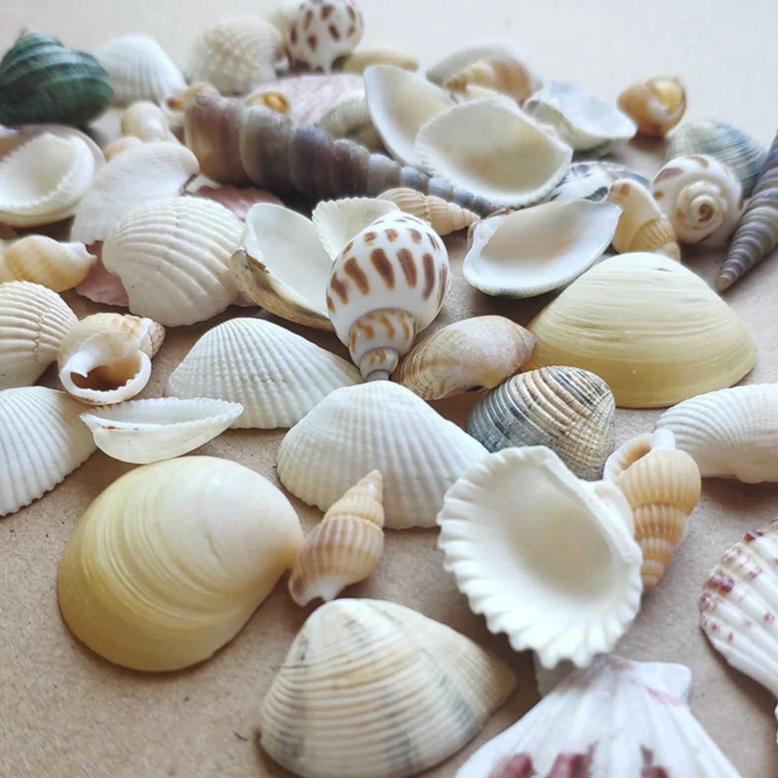 Shells Mixed, naturalne muszle, muszle plażowe, muszle do majsterkowania, dekoracyjne muszle, do majsterkowania i dekoracji domu, dekoracja na imprezy, wesela, ok. 100 g