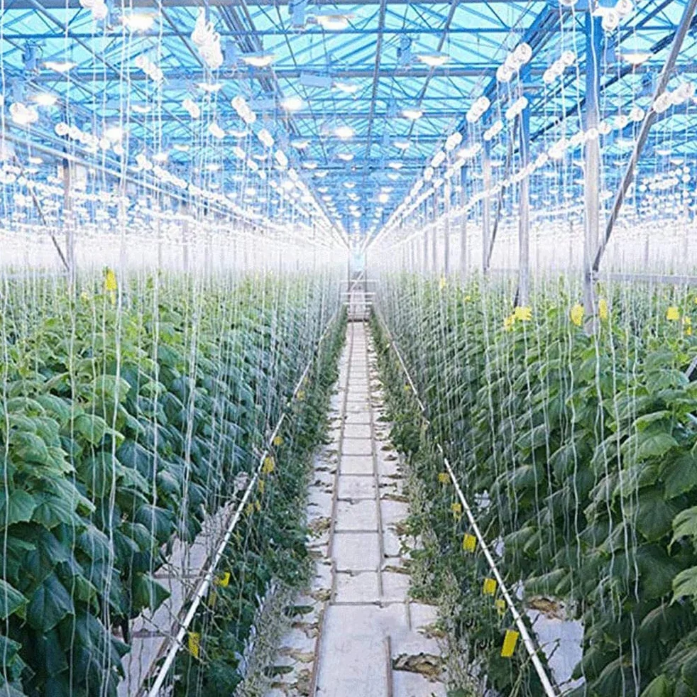10 szt. haczyków na rolkę do pomidorów, haczyki do podpierania pomidorów, hak na rolkę do roślin z 15 m sznurkami do klatek na rośliny i owoce