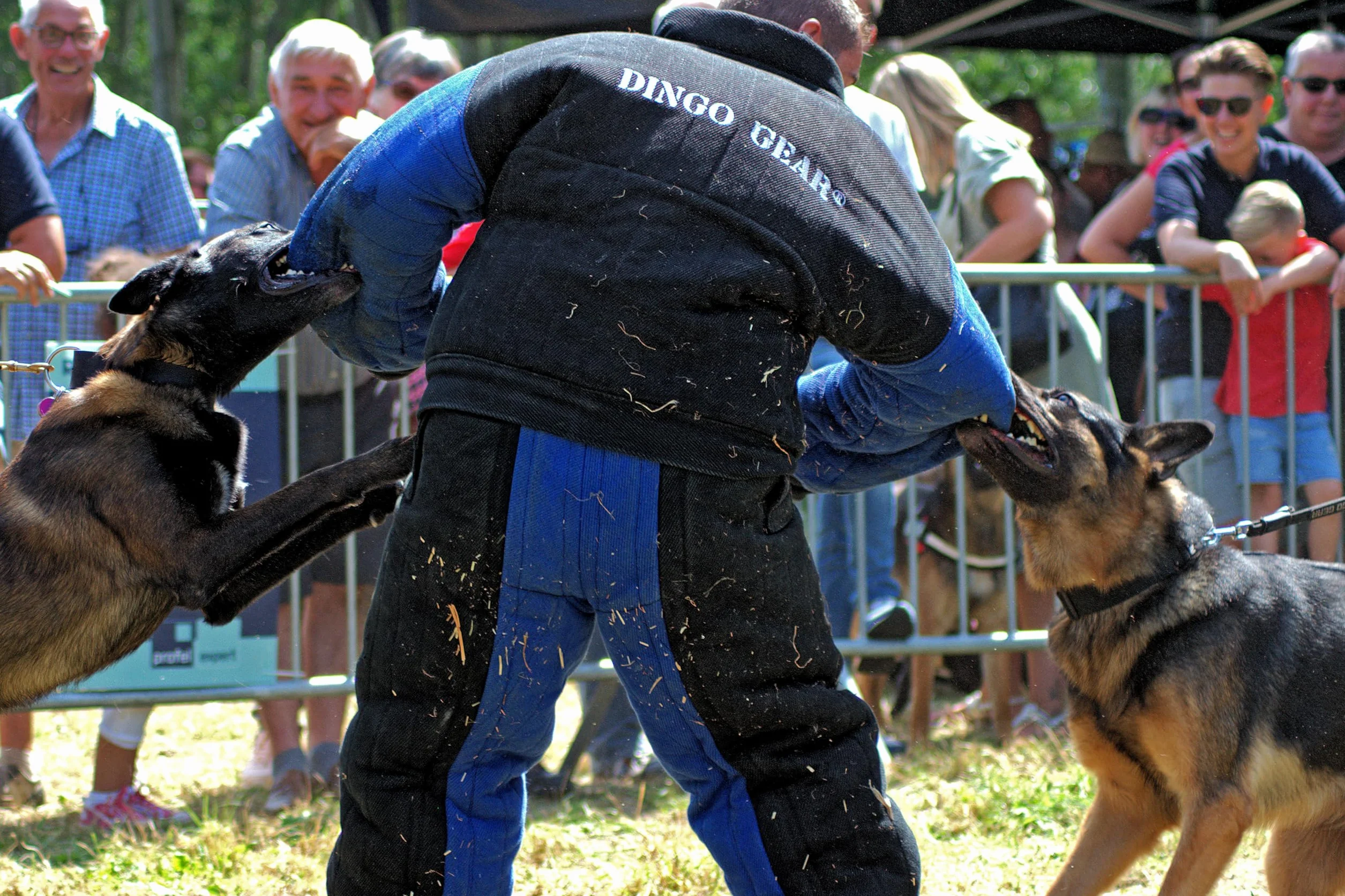 Dingo Gear pełny gryzienie garnitur do szkolenia psa K9 IGP niebieski XL
