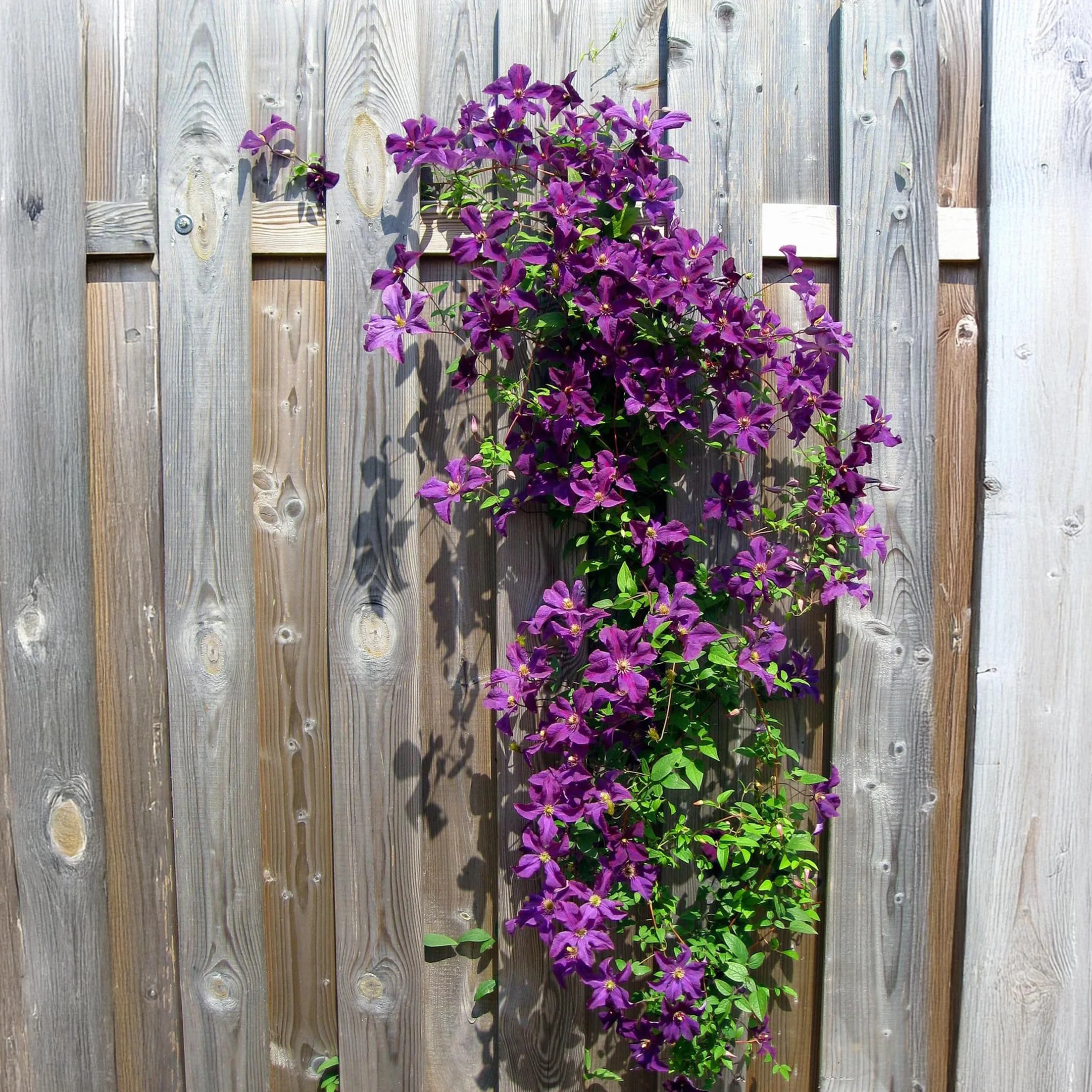 Plant in a Box - Powojnik pnący - Clematis - Mix 6 roślin - Doniczka 9cm - Wysokość 25-40cm - Rośliny mrozoodporne