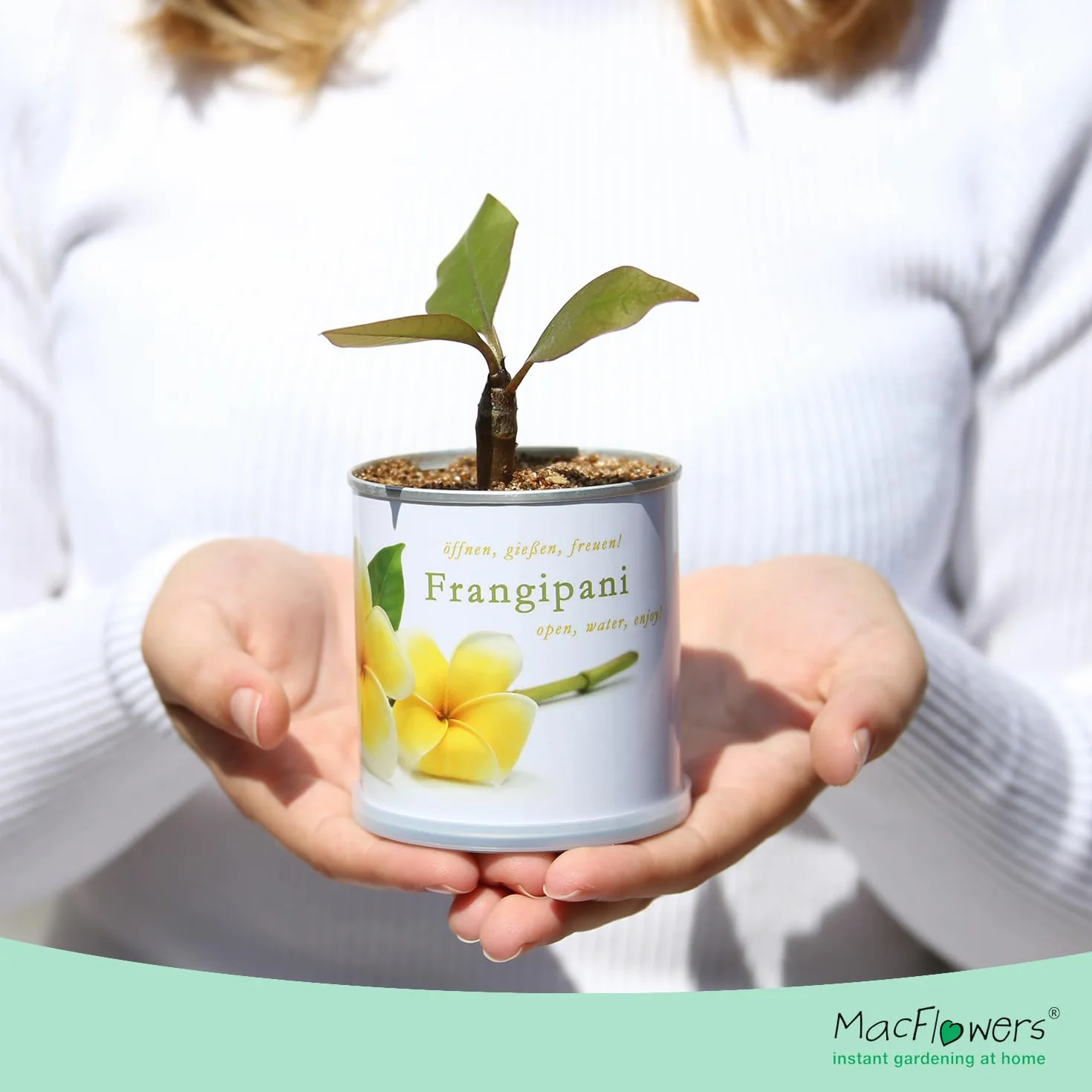 Frangipani | zestaw do uprawy jako specjalny prezent | otwarcie podlewania radości, motyw "Dankeschön", drzewo świątynne, joga, drzewo do jogi, żółte