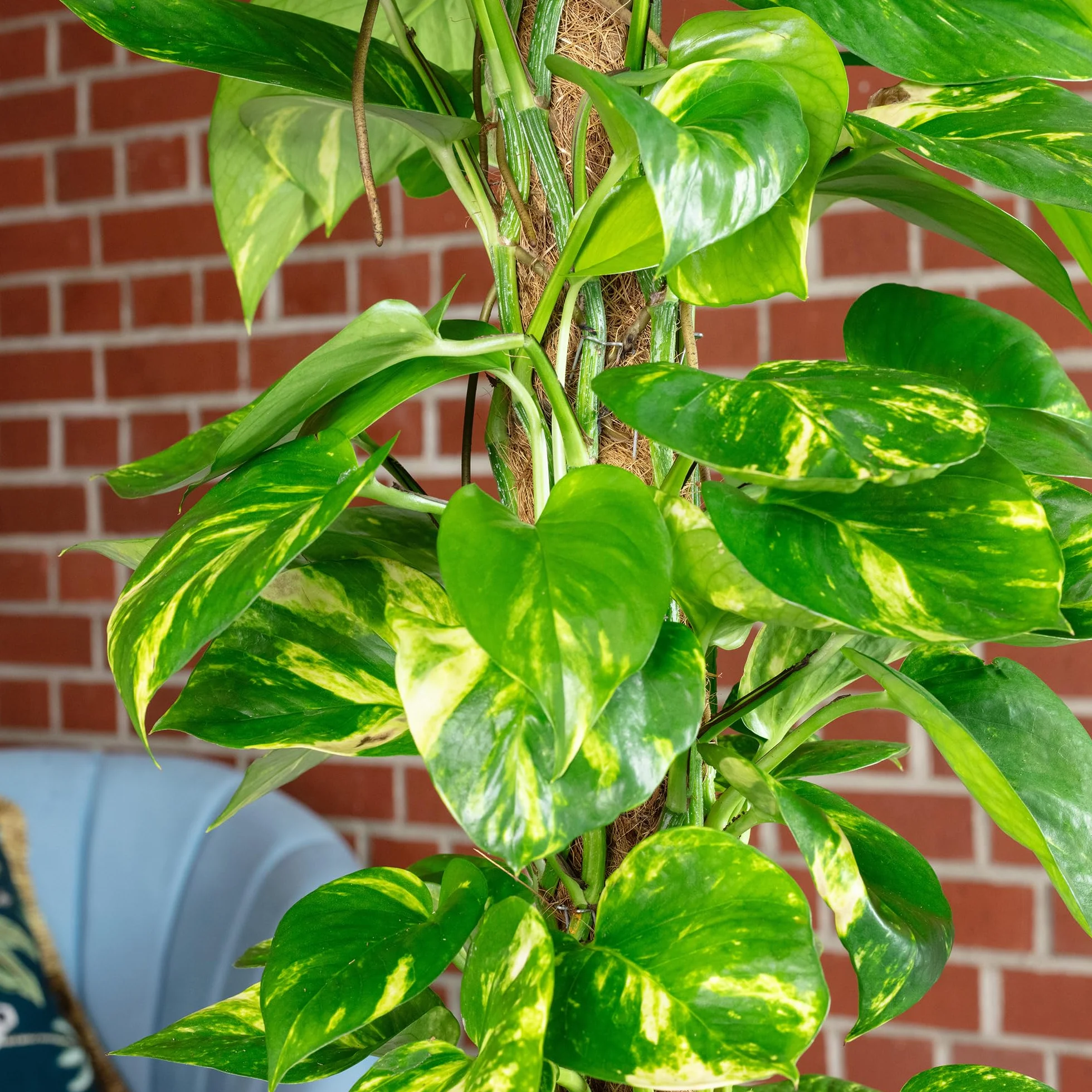 Bluszcz na mchu - łatwa w pielęgnacji roślina doniczkowa, Epipremnum aureum - wysokość ok. 80–20 cm, doniczka Ø 19 cm