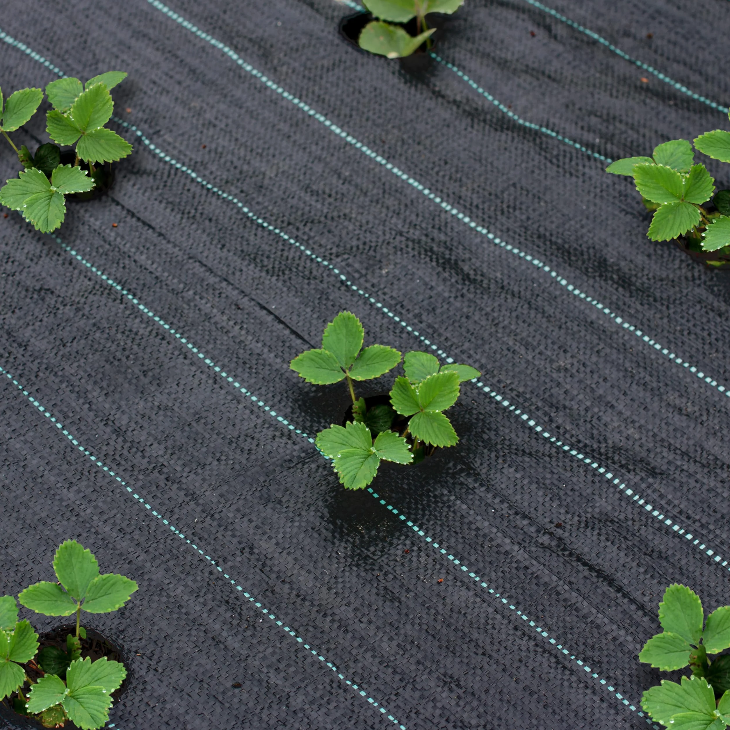 Sillar Folia przeciw chwastom, folia ogrodowa, przepuszczająca wodę, odporna na rozerwanie, z wysoką stabilnością UV (90 g/m², 3x10m)