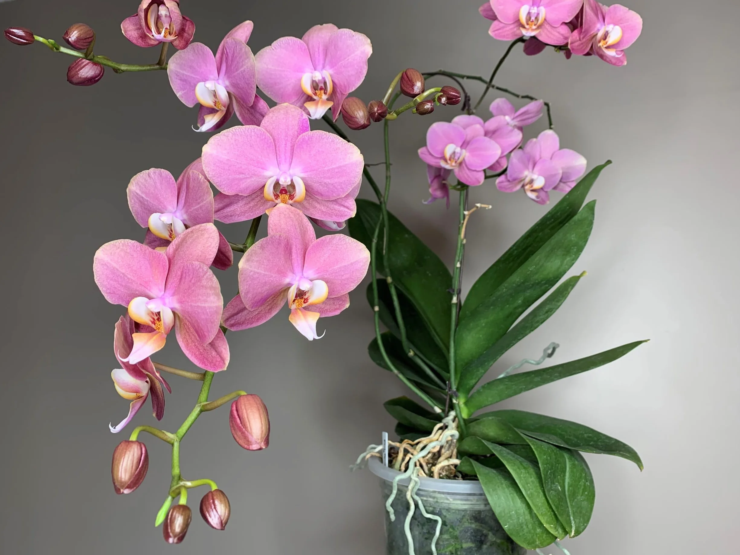 Biovita 3l Orchid Ziemia o naturalnym pochodzeniu, o lekkiej i przewiewnej strukturze, wzbogaconej nawozem
