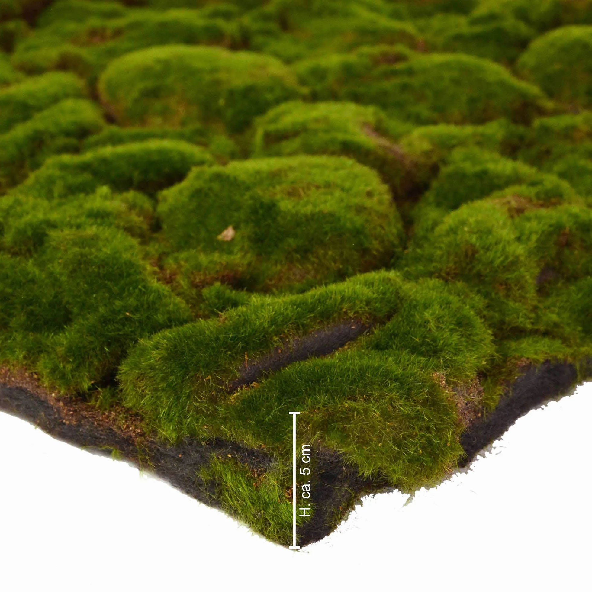 REPITERRA Terrarium tylna ściana 3D dekoracja tła naturalny mech 116 x 58 cm