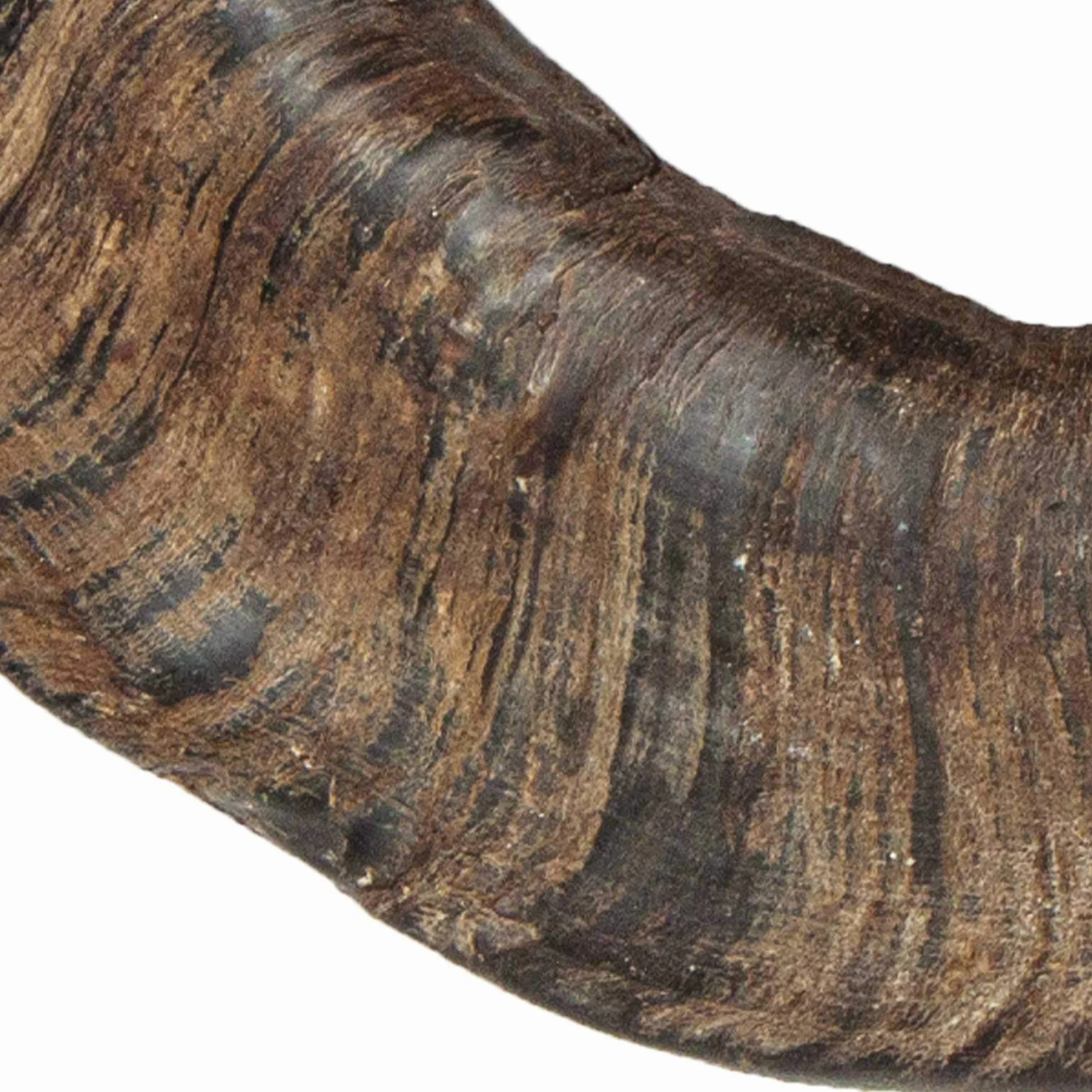 TX-27743 Buffalo Chewing Horn Large