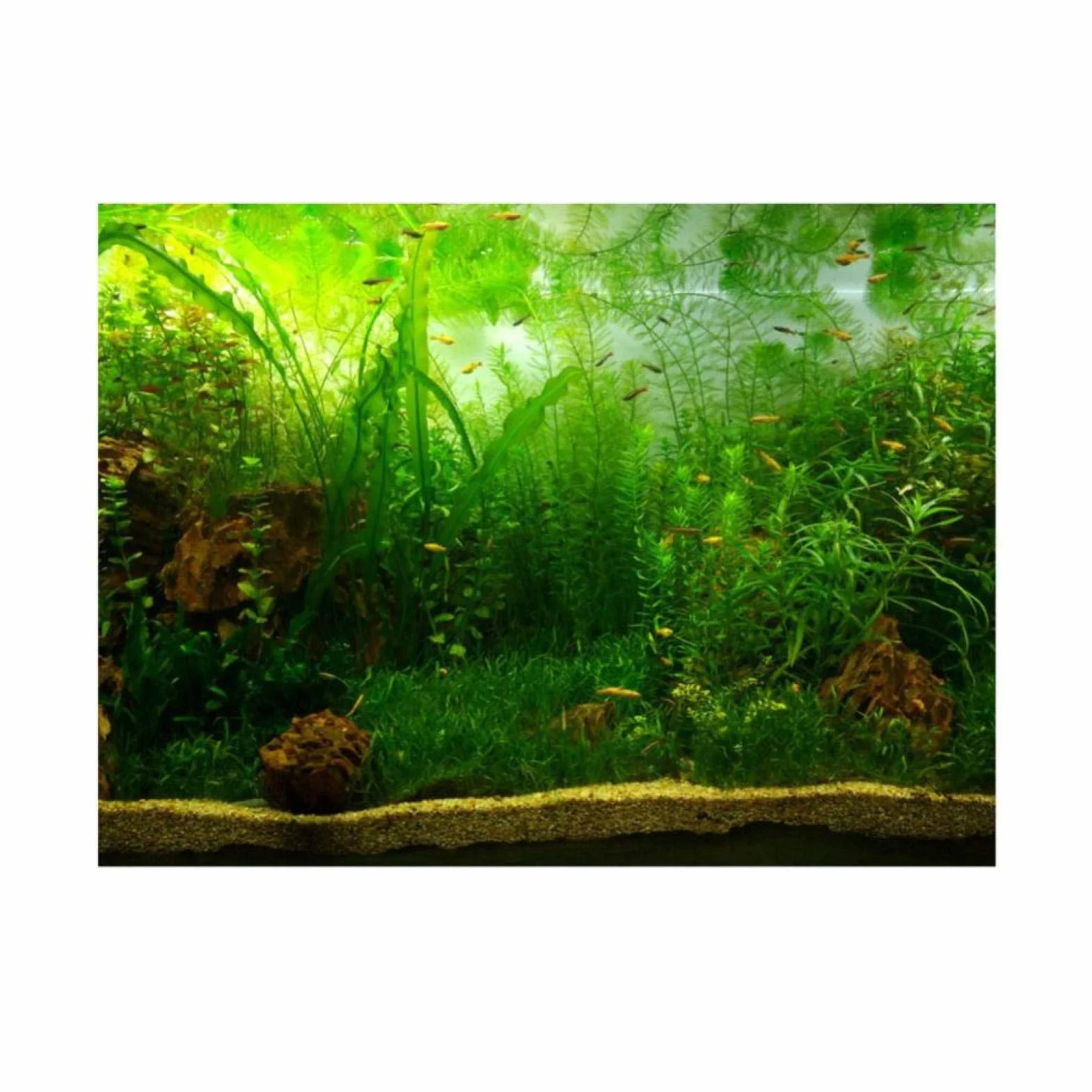 ViaGasaFamido Akwarium Plakat Tło Samoprzylepne PVC 61 x 30 cm Dekoracyjny