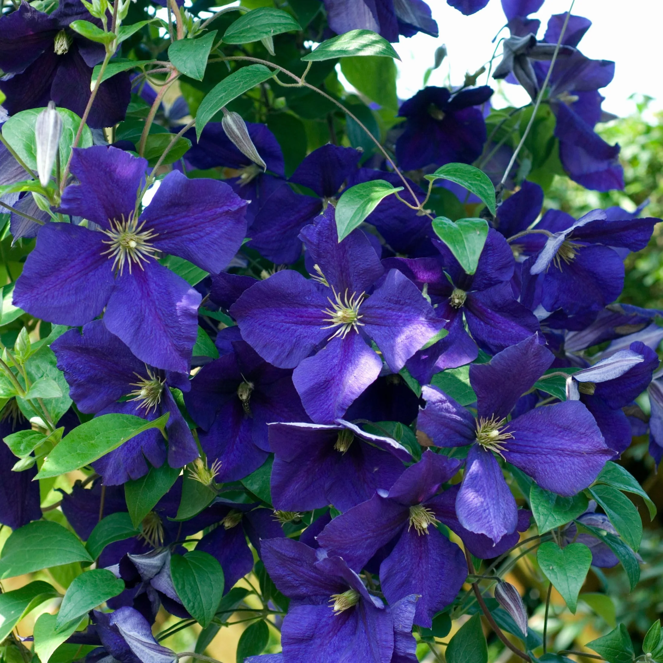 Plant in a Box - Powojnik pnący - Clematis - Mix 6 roślin - Doniczka 9cm - Wysokość 25-40cm - Rośliny mrozoodporne