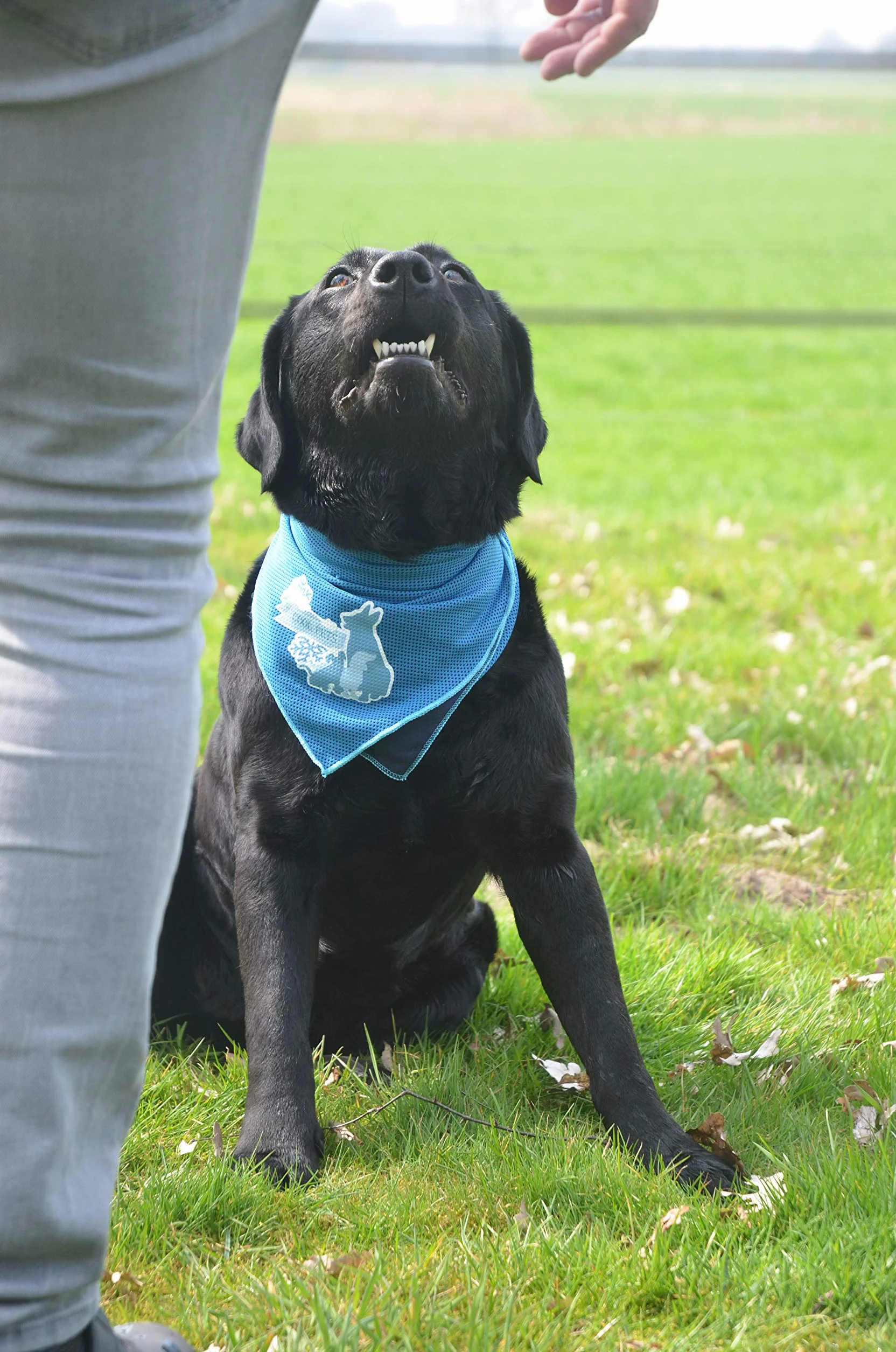 Coolpets - Bandana - mała - 30 x 30 cm - 1 sztuka