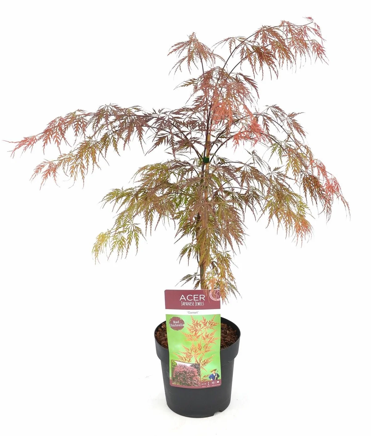 Klon japoński - Acer 'Garnet'