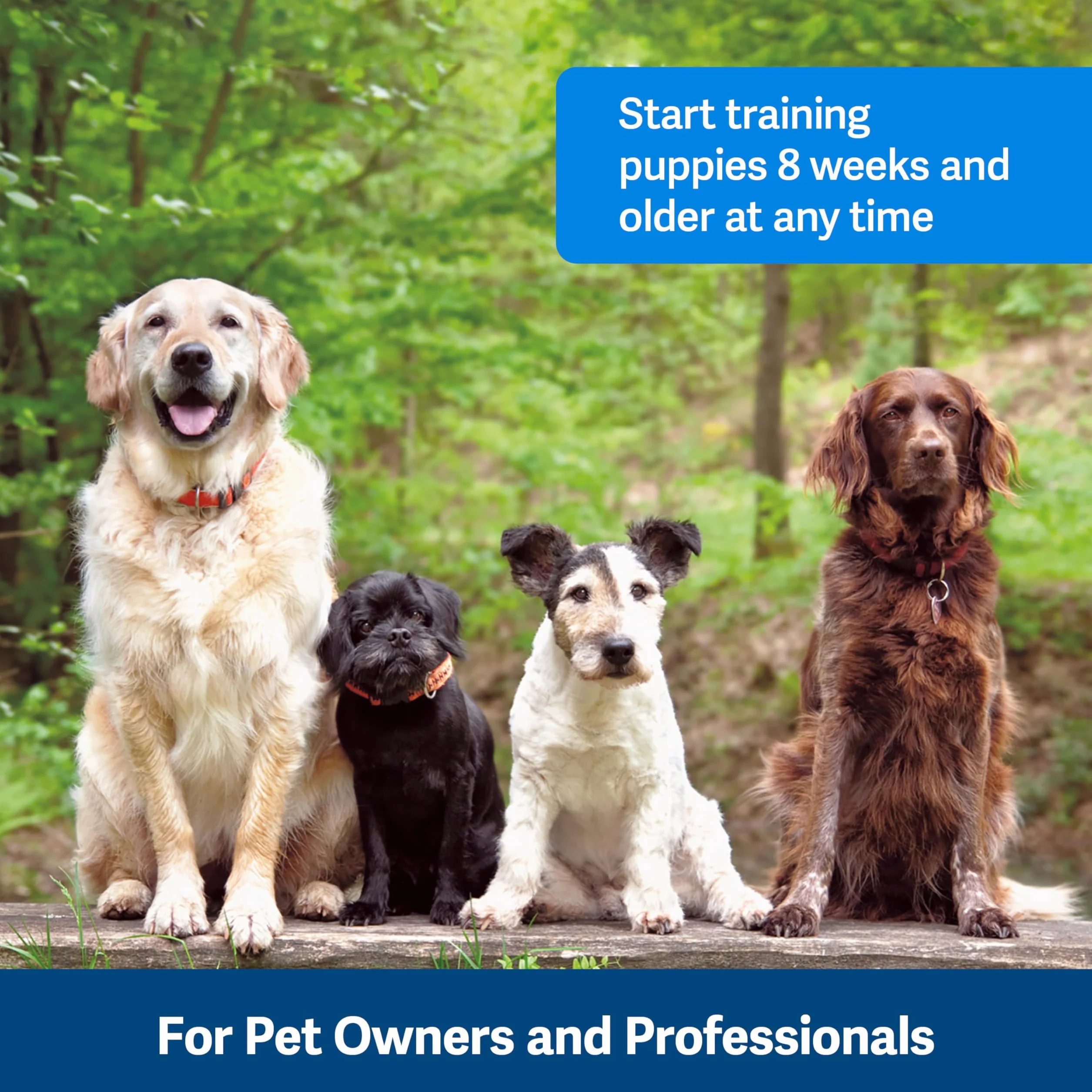 PetSafe Clik-R narzędzie treningowe, klik do wychowywania psów, odpowiednie dla szczeniąt od 8 tygodni, nie wymaga baterii, 1 sztuka (1 opakowanie)
